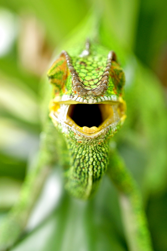 Panther chameleon (Furcifer pardalis) in eastern Madagascar, Madagascar, Africa