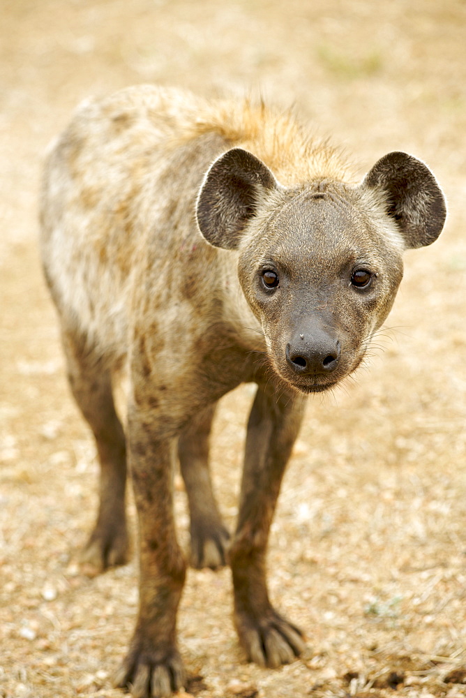 Spotted hyena (laughing hyena) (Crocuta crocuta), Kruger National Park area, South Africa, Africa