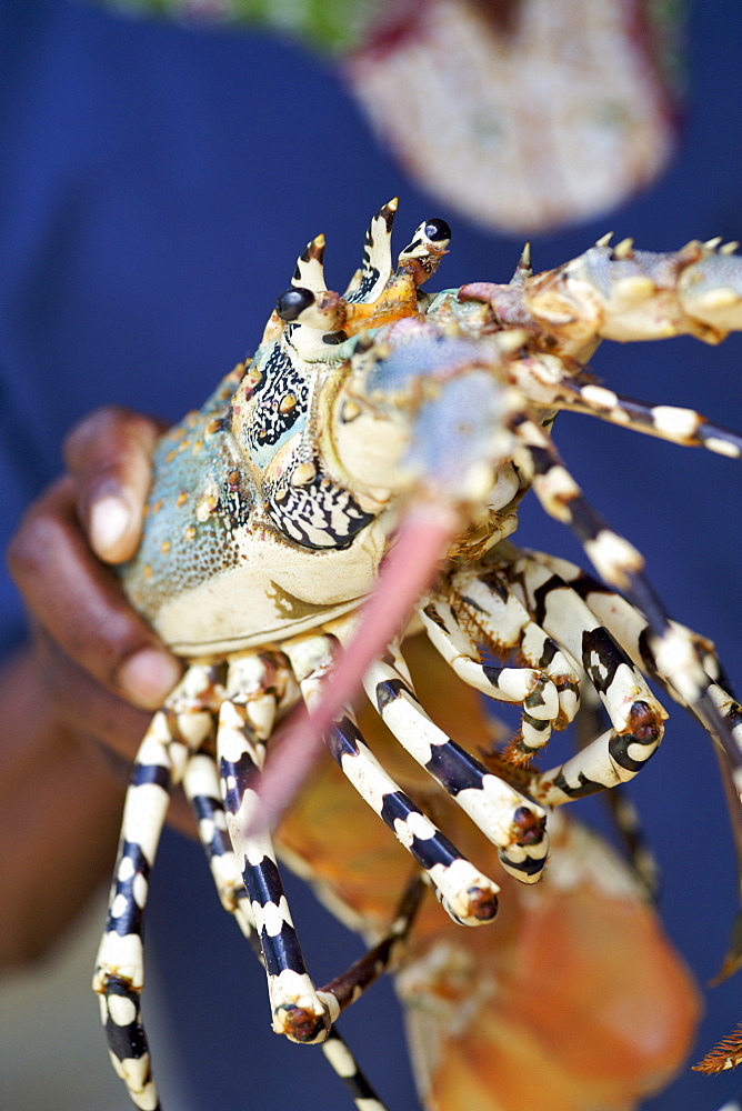 Fresh lobster at Guludo Beach Lodge in the Quirimbas National Park in northern Mozambique, Africa