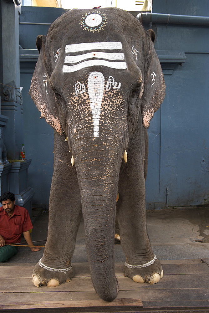 An elephant dispensing blessings at the Sri Manakkula Vinayagar temple in Pondicherry India