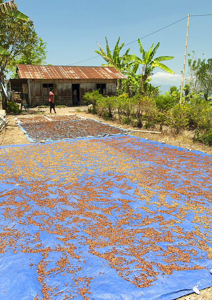 Cloves drying outdoors near the town of Ende on the island of Flores, Indonesia.