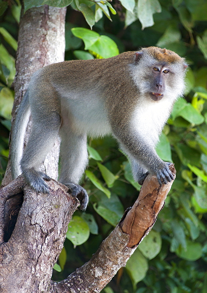 Long-tailed macaque in Penang National Park in Penang, Malaysia.