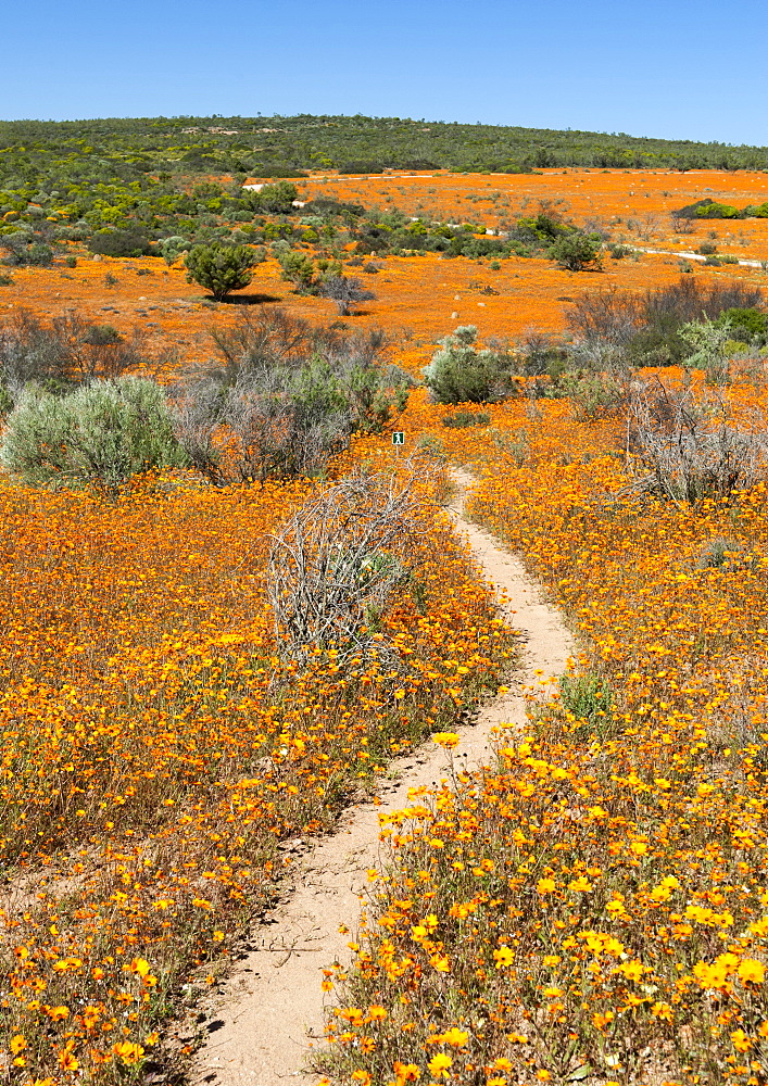 The Korhaan walking trail through fields of flowers in the Namaqua National Park in South Africa.