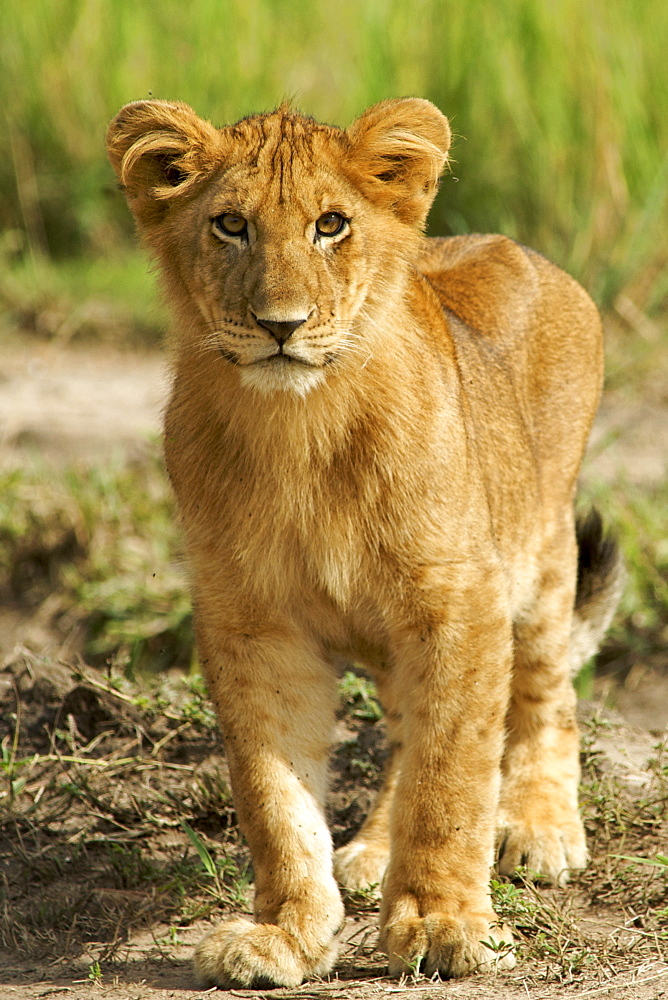 Lion cub in Murchison Falls National Park