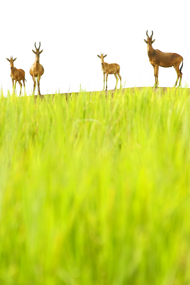 Jackson's hartebeest in Murchison Falls National Park in Uganda.