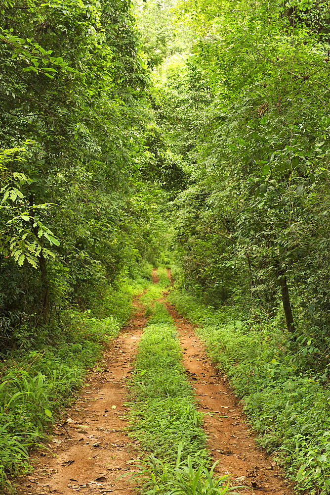 Dirt road through the Budongo Forest Reserve in Uganda.