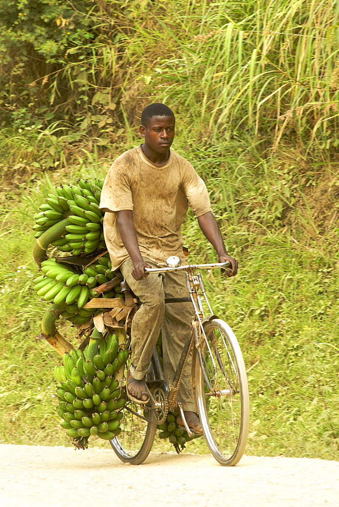 Man transporting bananas on a bicycle in Uganda.