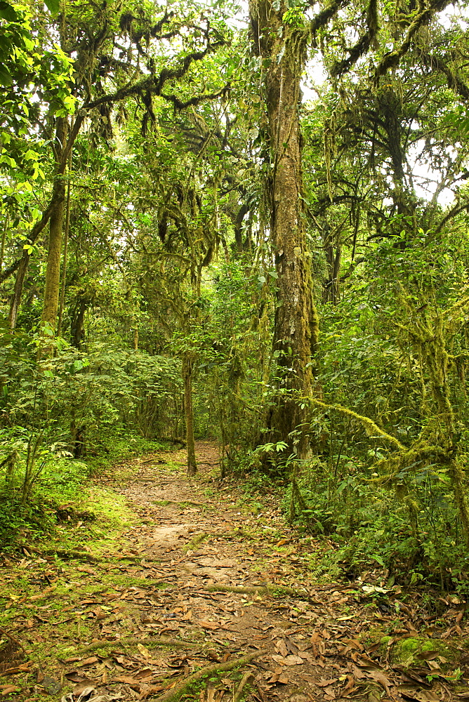 Walking trail in the rainforests of Bwindi Impenetrable National Park in southern Uganda.