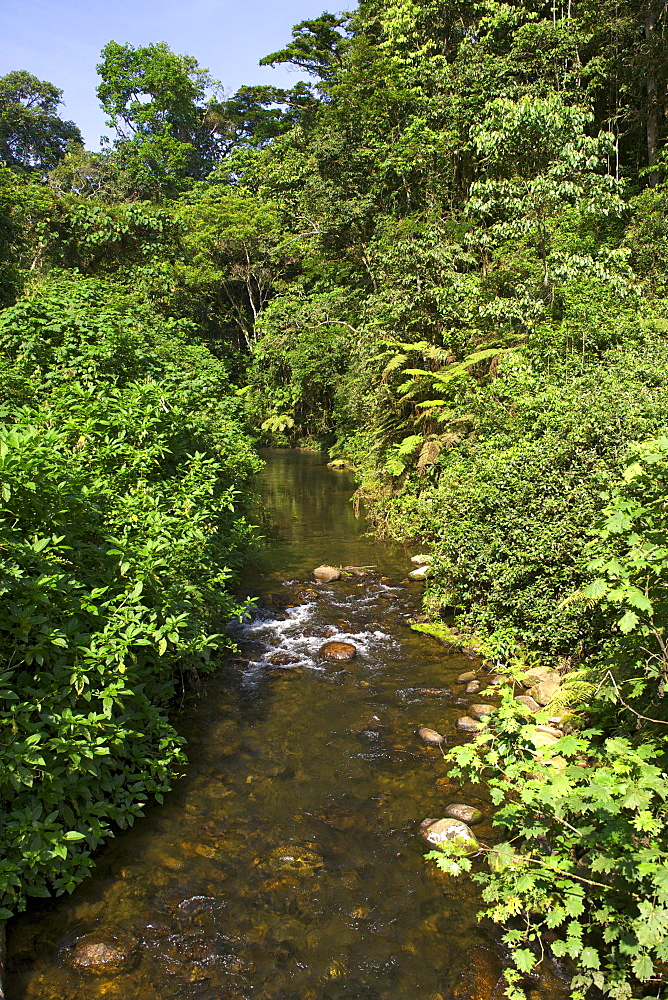 A river in the Bwindi Impenetrable National Park in southern Uganda.