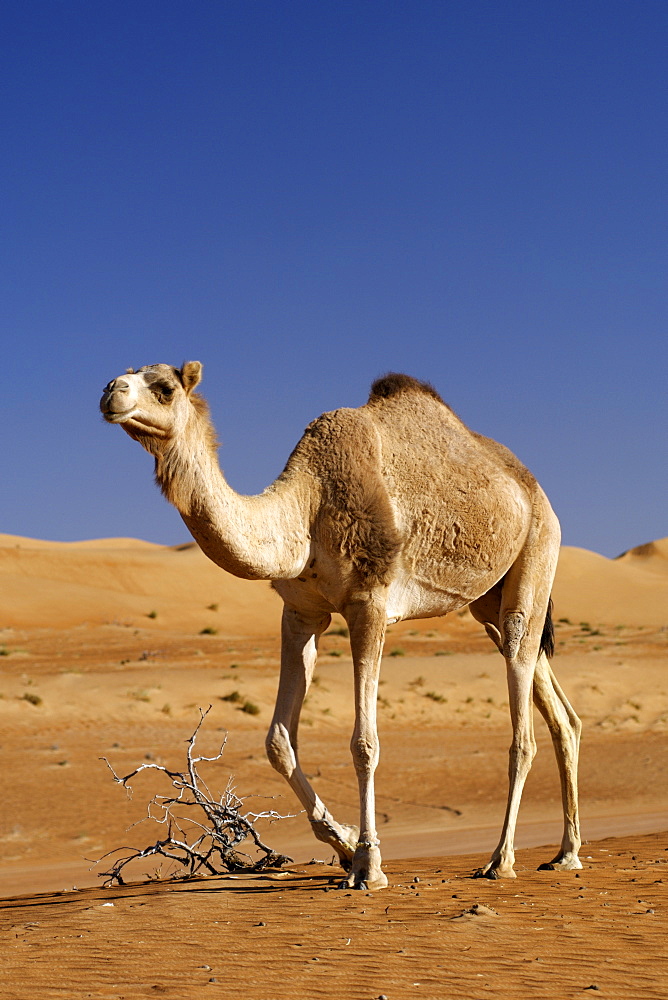 An Arabian camel aka a one-humped dromedary (Camelus dromedarius) in Wahiba Sands in Oman.