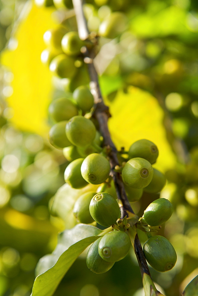 Coffee beans growing on a coffee plant in Uganda.