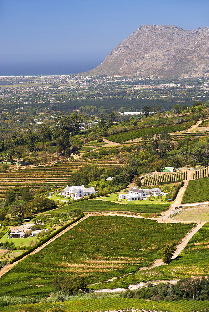 View of vineyards in the Constantia area of Cape Town's southern suburbs in South Africa.