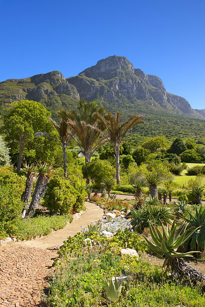 View of Kirstenbosch Botanical Gardens and the back of Table Mountain in Cape Town, South Africa.