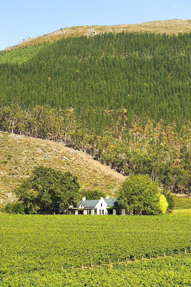 Vineyards and manor house of the Glenwood wine estate in Franschhoek, Western Cape Province, South Africa.