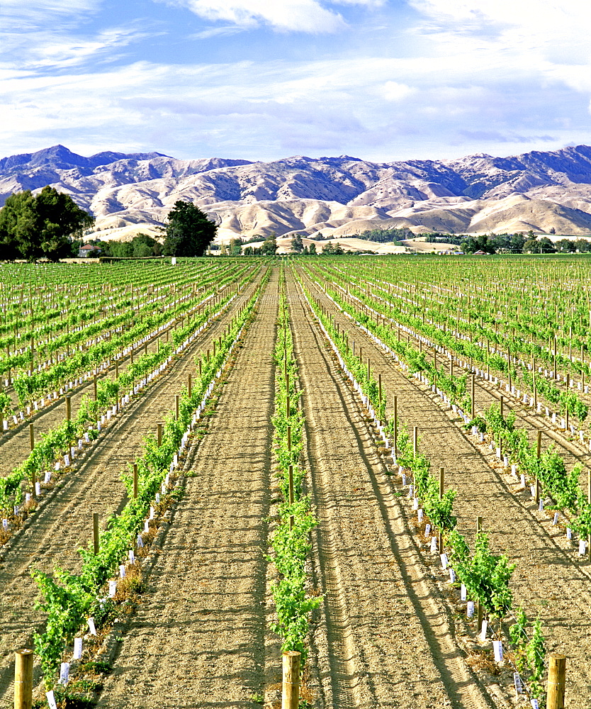 Bishell Vineyards and Wither Hills in the Marlborough region, South Island, New Zealand, Pacific