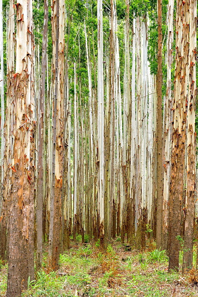 Eucalyptus plantation off the R535 between Graskop and Hazyview in South Africa.