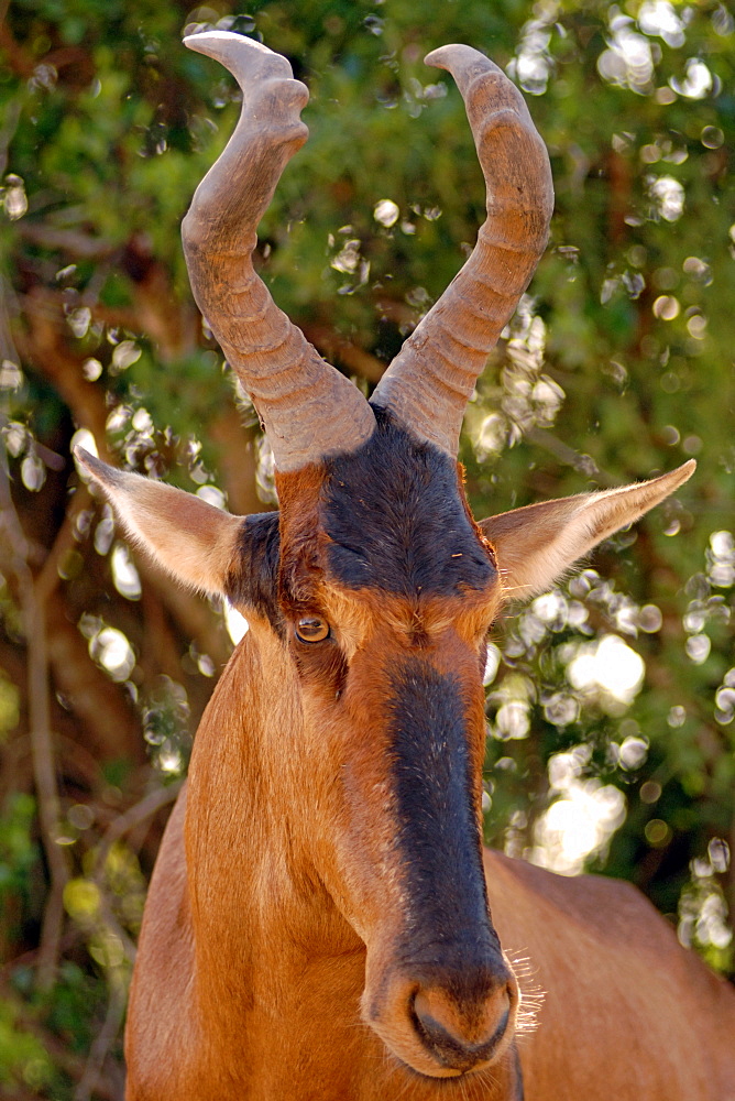 A red hartebeest (Alcelaphus buselaphus) in Addo Elephant Park in South Africa.