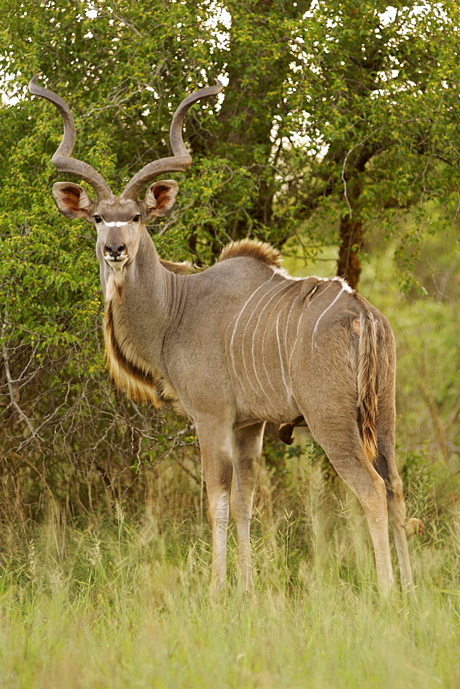 A male kudu (Tragelaphus strepsiceros) in South Africa's Kruger National Park.