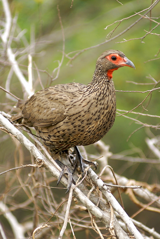 Swainson's Francolin (Pternistes swainsonii - also known as a spurfowl) in South Africa's Kruger National Park.