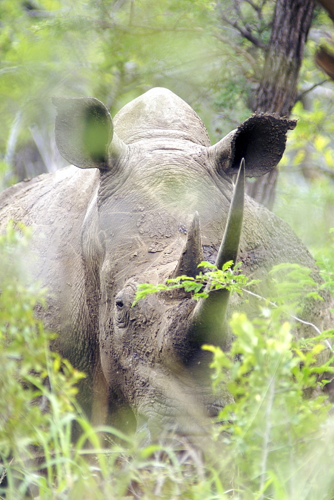 A white rhinoceros (ceratotherium simum) in the dense bush of South Africa's Hluhluwe/Umfolozi National Park.