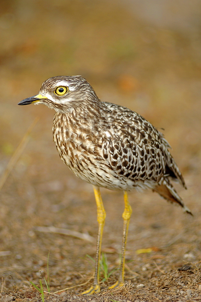 Portrait of a Dikkop (burhinus capensis), also called a Tapiane.