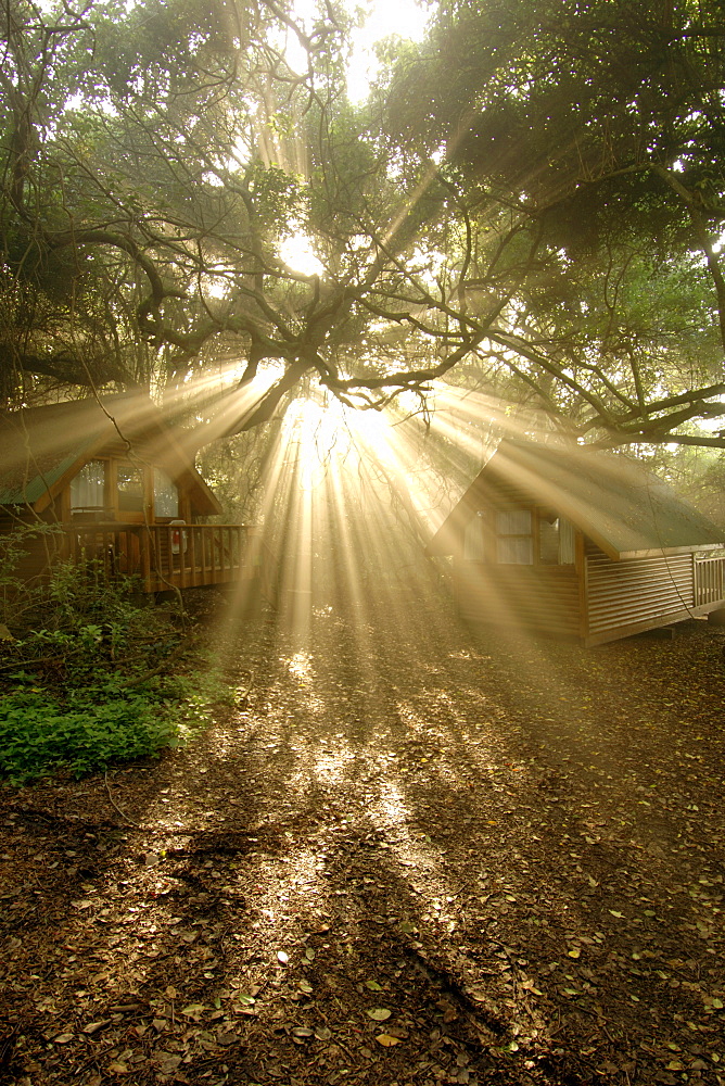 Rays of early morning sunlight streaming through tree branches in the Tsitsikamma National Park along the Garden Route in South Africa's Western Cape province.