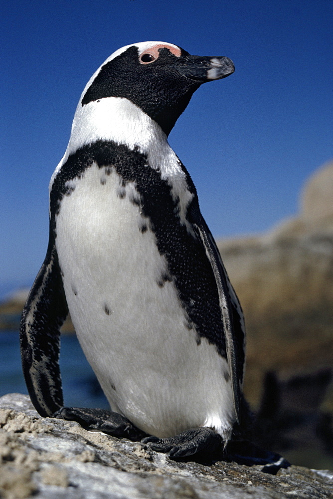 An African penguin, also known as a Black-footed penguin and formerly the Jackass penguin (Spheniscus demersus) on a beach in Cape Town.