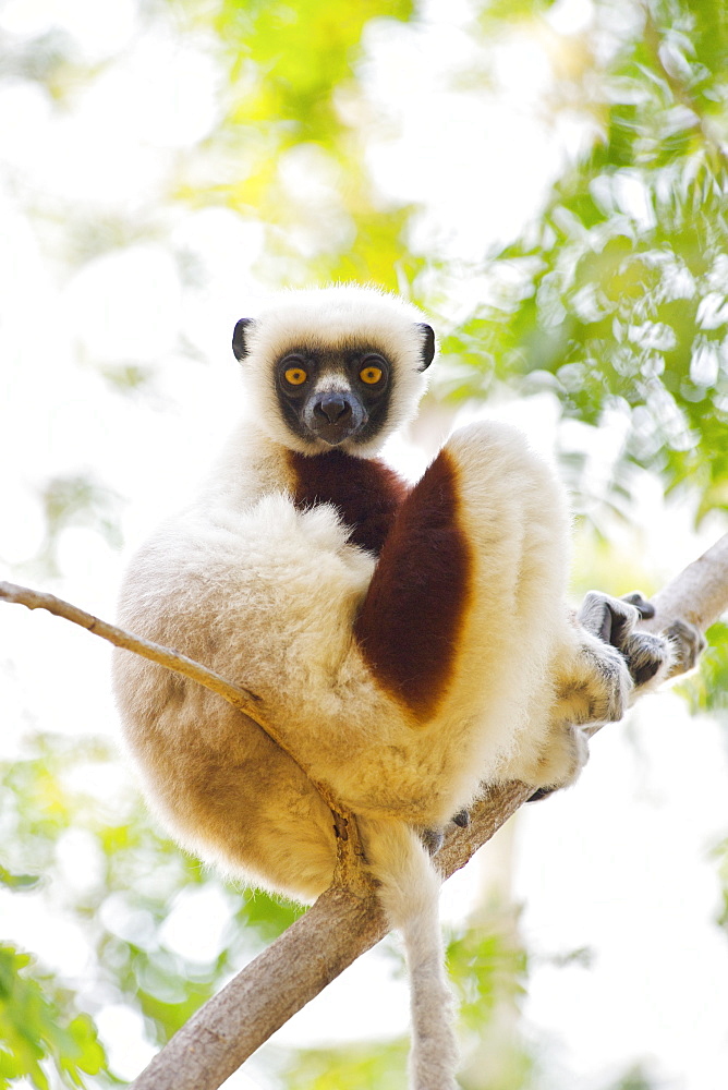 Coquerel's sifaka (Propithecus verreauxi coquereli) in Ankarafantsika National Park, northwest Madagascar, Madagascar, Africa