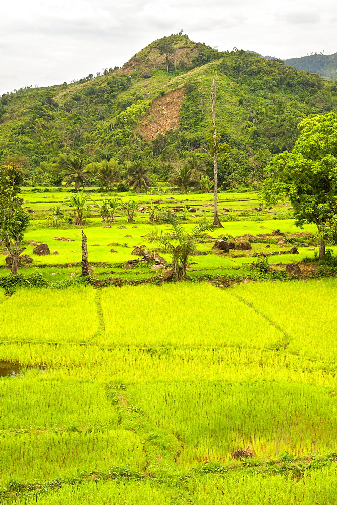 Lush landscape and verdant rice paddy plantations bordering the Marojejy National Park in northeast Madagascar, Madagascar, Africa