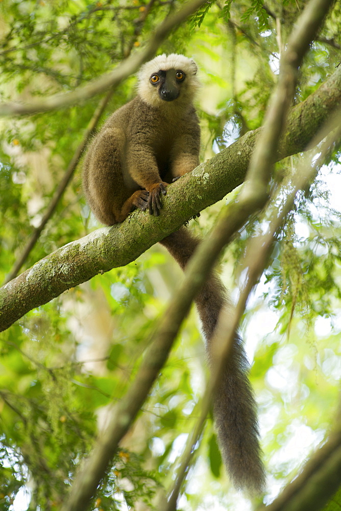 White-fronted brown lemur (Eulemur fulvus albifrons) in the rainforest of Marojejy National Park in northeast Madagascar, Madagascar, Africa