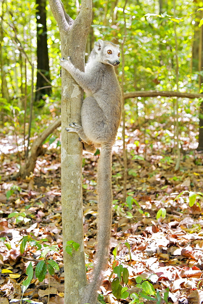 Female Crowned lemur (Eulemur coronatus) in Ankarana National Park in northern Madagascar, Madagascar, Africa