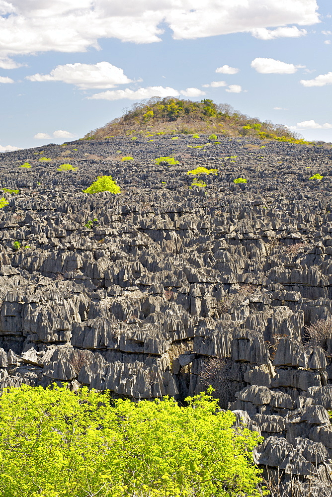 The Tsingy Rary landscape of limestone karsts in Ankarana National Park in northern Madagascar, Madagascar, Africa