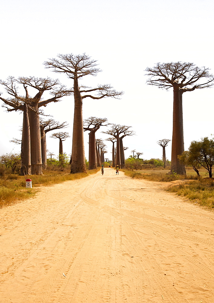 Avenue of the Giant Baobabs near Morondava in southwestern Madagascar, Madagascar, Africa