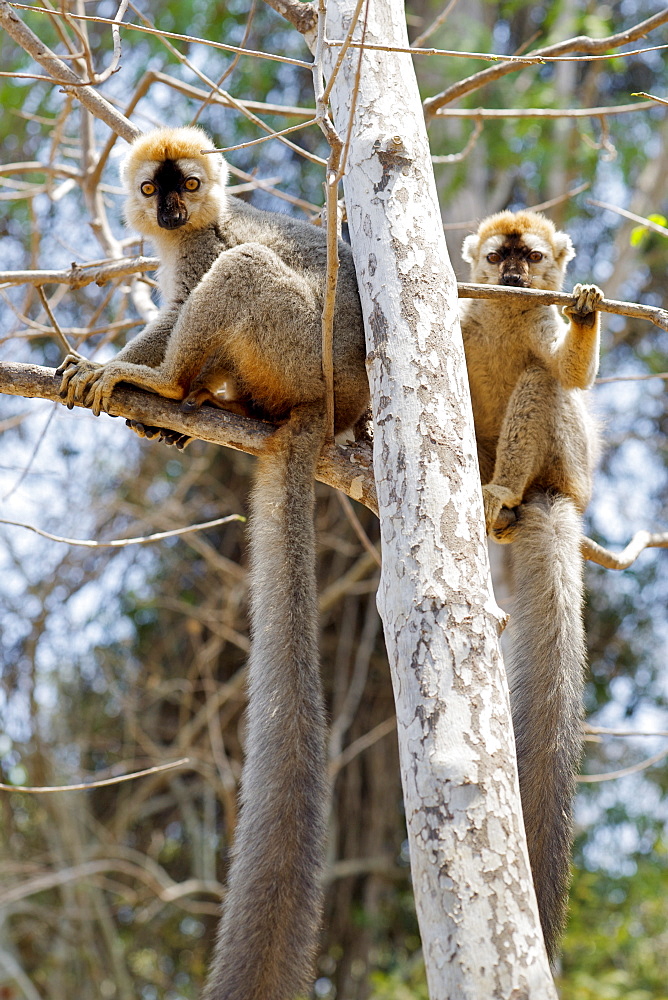 Male red-fronted brown lemurs (Eulemur fulvus rufus) in the Kirindy Forest reserve in southwest Madagascar, Madagascar, Africa