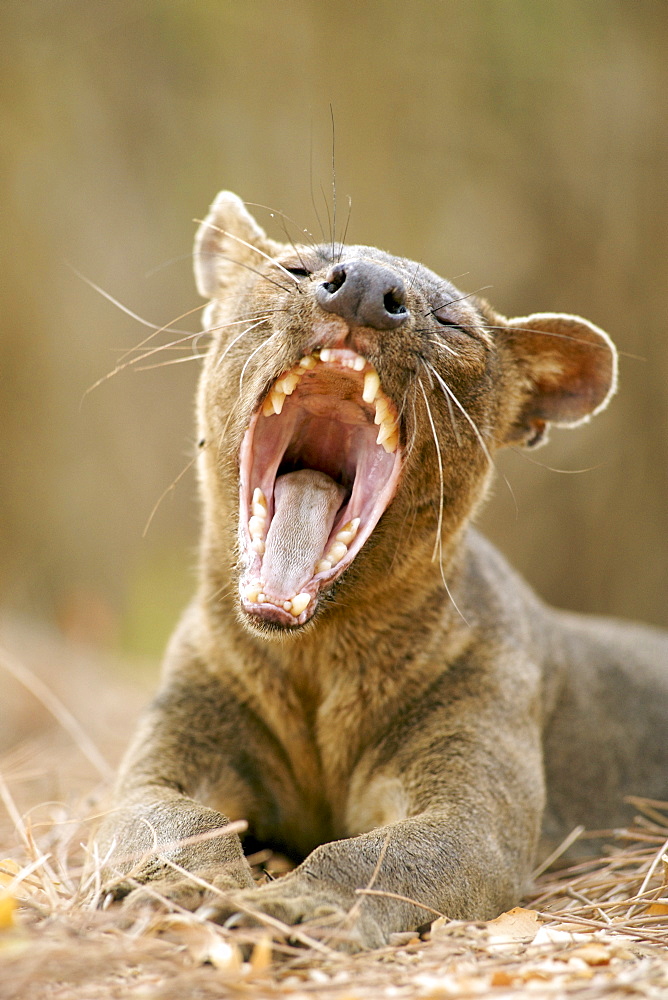 A fossa (Cryptoprocta ferox), one of the few Madagascan carnivores, in Kirindy Forest Reserve in southwest Madagascar, Madagascar, Africa