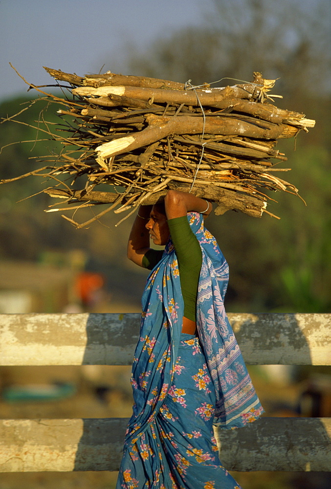 Woman carrying firewood, Pune, Maharashtra state, India, Asia