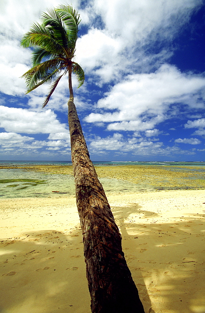 Palm-fringed beach at Lavena Villlage, start of the famous Lavena Coastal Walk in this national park on the south coast of Taveuni - the 'Garden Island, Bouma National Park, Taveuni, Fiji