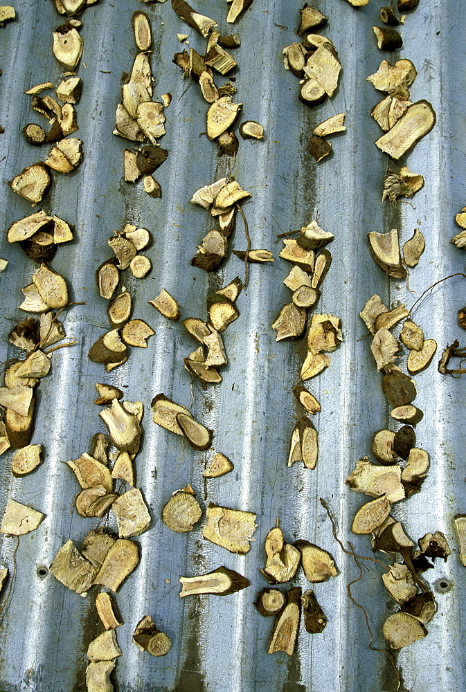 Kava root, the ubiquitous stimulant drink of the Pacific, drying in the sun at a village in on the south coast of Taveuni - the 'Garden Island', Bouma National Park, Taveuni, Fiji