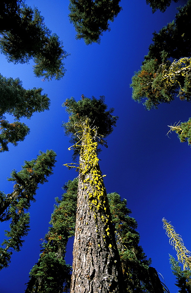 Fir trees in the south west of Lassen Volcanic National Park, an area of volcanic activities and features, Lassen Volcanic National Park, Northern California, California, United States of America (USA), North America