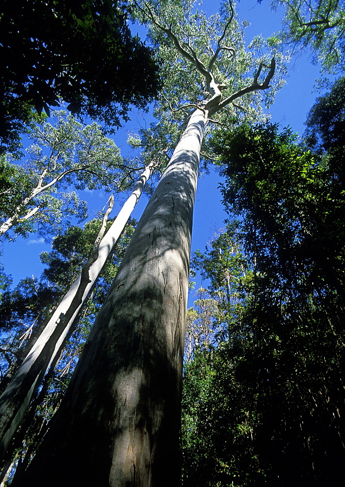 A swamp gum, the world's tallest flowering plant, Marakoopa, Mole Creek Karst National Park, the north, Tasmania, Australia, Pacific