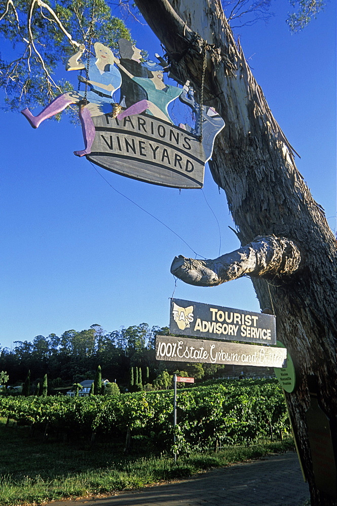 Marion's vineyard in the Tamar Valley, the state's premier wine region, Deviot, the north, Tasmania, Australia, Pacific