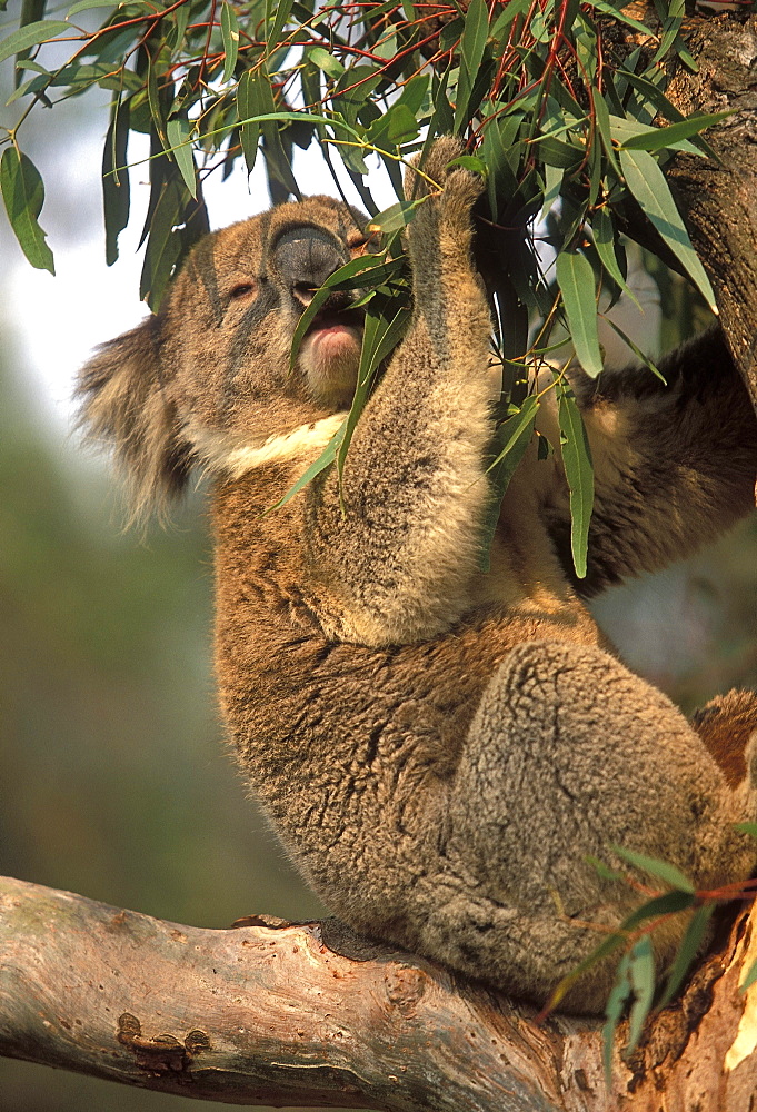 Koala feeding in a gum tree at the Koala Conservation Centre on Phillip Island, near Melbourne, Victoria, Australia, Pacific