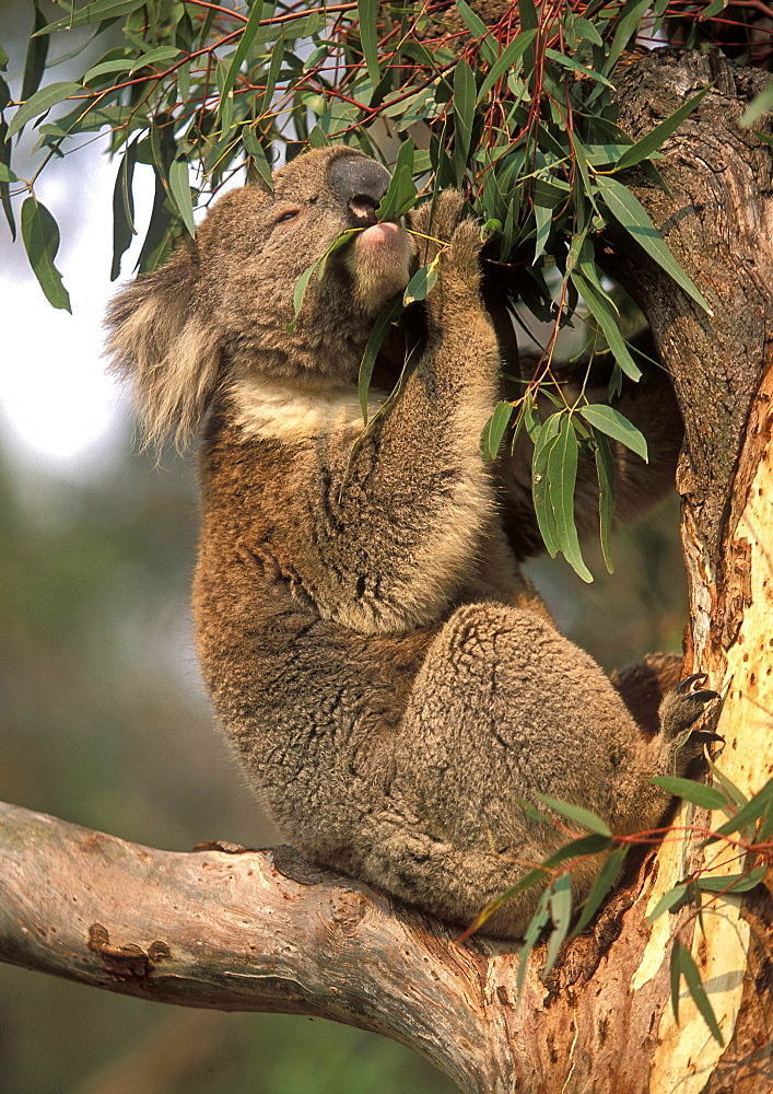 Koala feeding in a gum tree at the Koala Conservation Centre on Phillip Island, near Melbourne, Victoria, Australia, Pacific