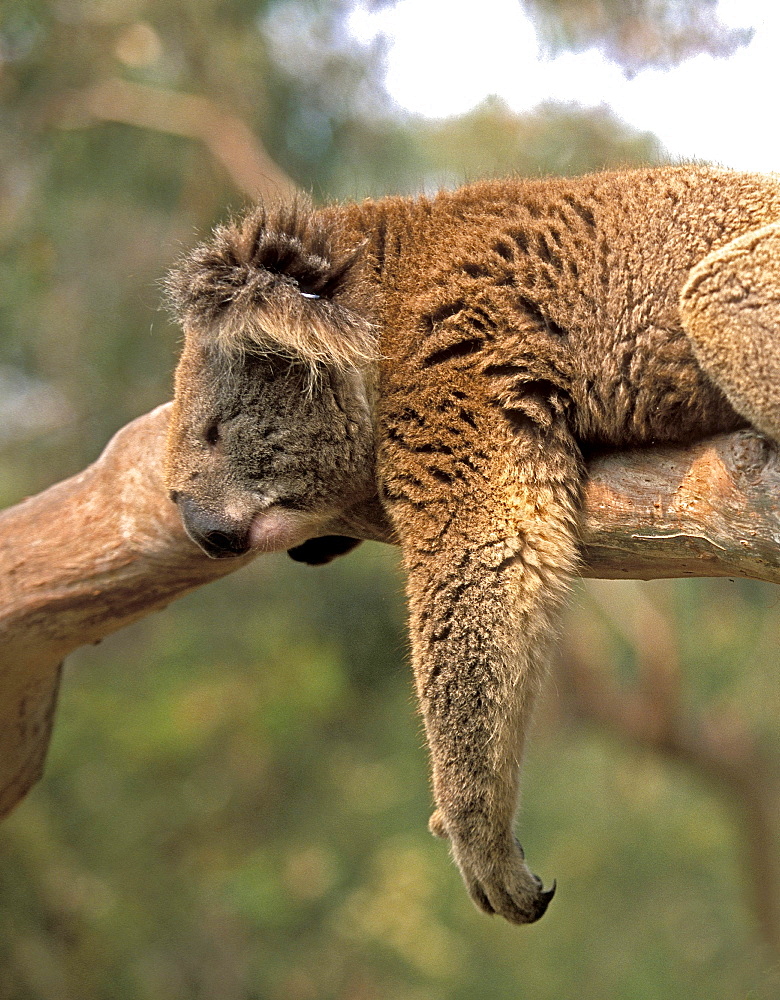 Koala sleeping in a gum tree at the Koala Conservation Centre on Phillip Island, near Melbourne, Victoria, Australia, Pacific