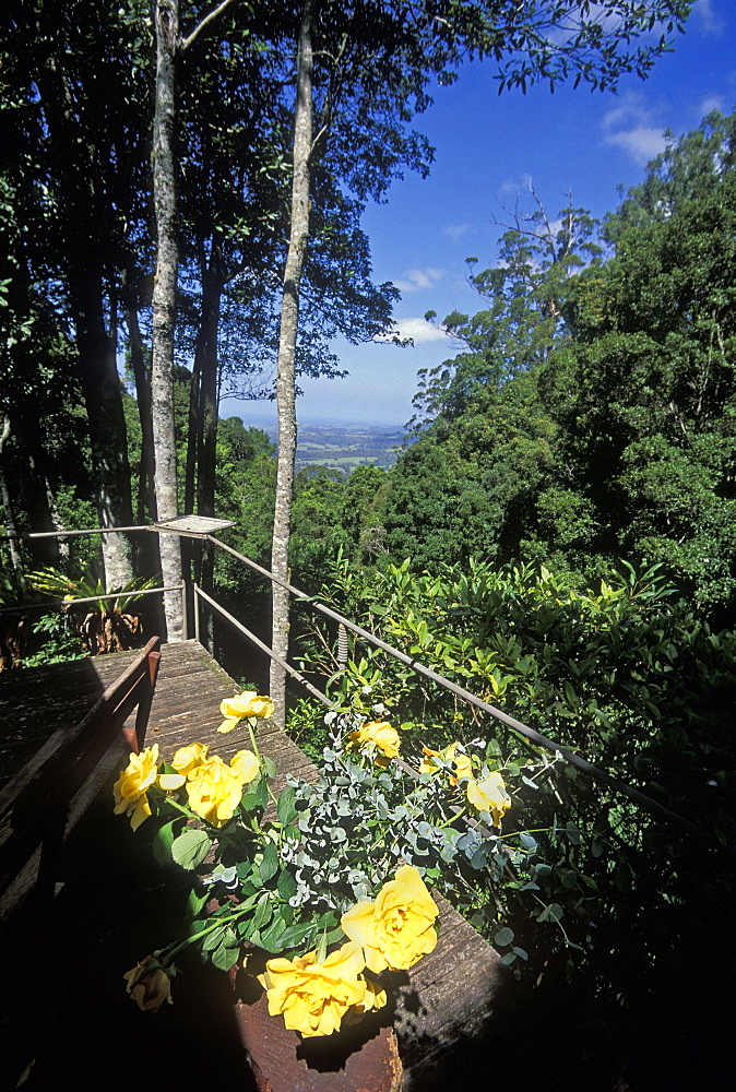 Property in rainforest high on the Eastern Escarpment at Jamberoo, Illawarra region, New South Wales, Australia, Pacific