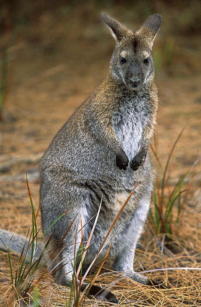 A Forester kangaroo at Stumpys Bay, a previously endangered species, now common here in Mt. William National Park, north east, Tasmania, Australia, Pacific