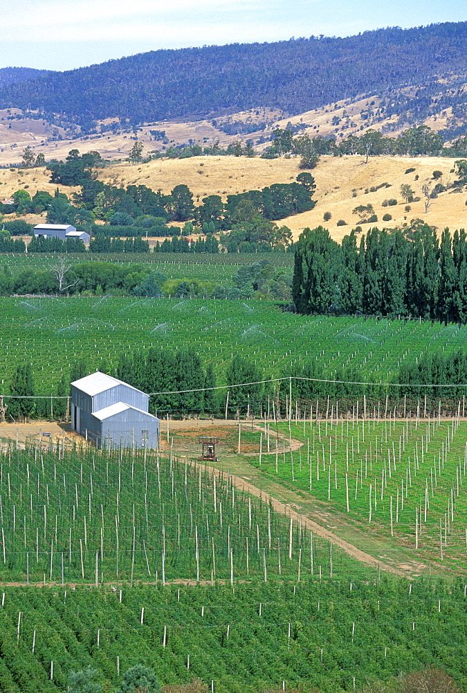 Hops growing at the hop-growing capital of the state, Bushy Park, Derwent Valley, New Norfolk, South East, Tasmania, Australia, Pacific