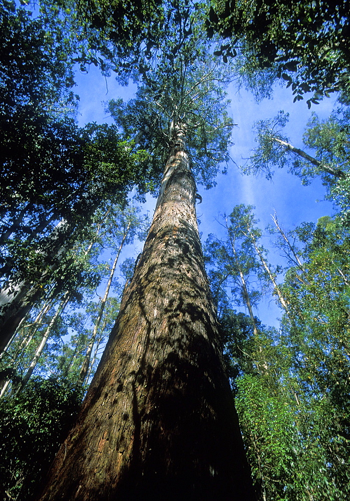 A swamp gum, the world's tallest flowering plants, on the 'Tall Trees Walk', Mount Field National Park, the south, Tasmania, Australia, Pacific