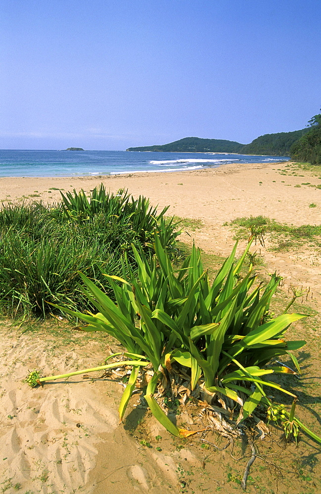 Pebbly Beach, well-known for its parrots and beach kangaroos, Murramarang National Park, New South Wales, Australia, Pacific