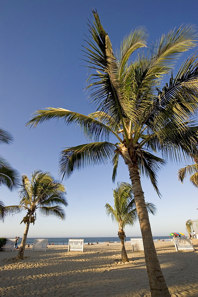 Palm trees on the beach at this popular surfing resort in the far north near the Ecuadorean border, Mancora, Peru, South America